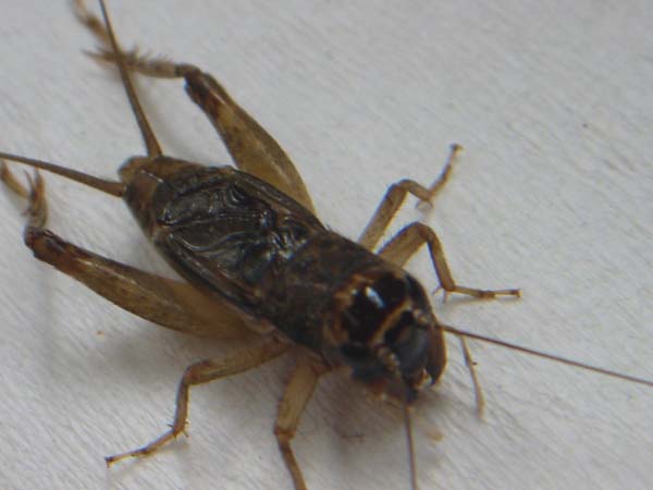 cricket insect images. Contexts: Insect-Worm